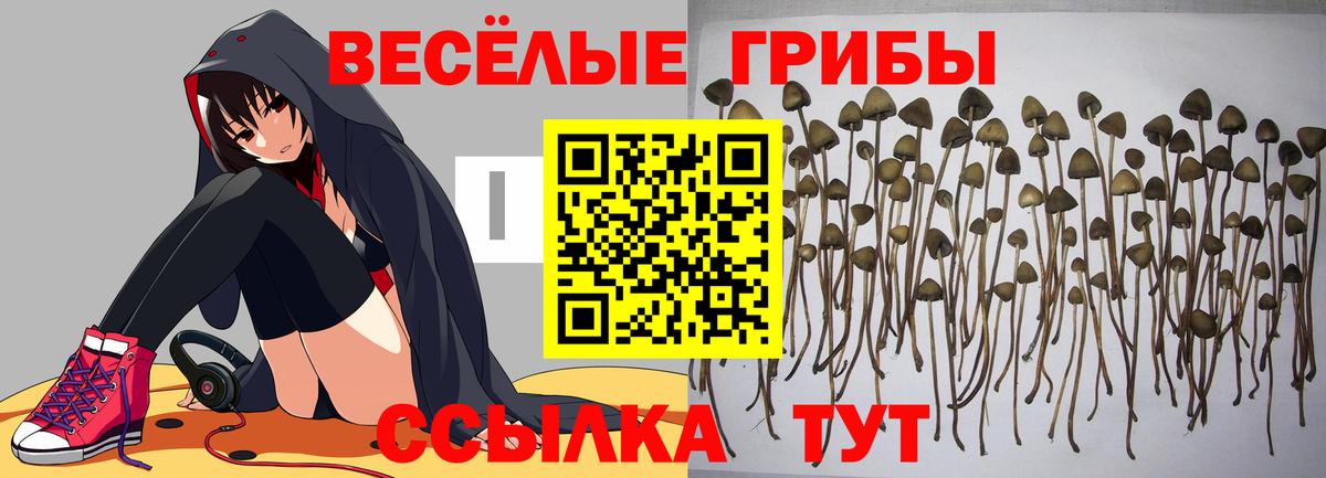 Псилоцибиновые грибы мицелий  Вход с VPN  Курчалой  Галлюциногенные грибы прущие грибы 